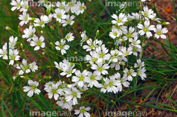 五枚花弁 の画像素材 花 植物の写真素材ならイメージナビ