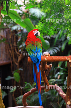 アマゾンジャングルの鳥 の画像素材 写真素材ならイメージナビ