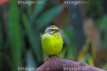 世界の小鳥 の画像素材 鳥類 生き物の写真素材ならイメージナビ