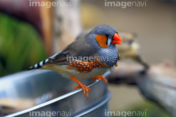 世界の小鳥 の画像素材 鳥類 生き物の写真素材ならイメージナビ