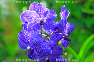 バンダ属 の画像素材 花 植物の写真素材ならイメージナビ
