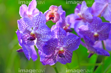 バンダ属 の画像素材 花 植物の写真素材ならイメージナビ