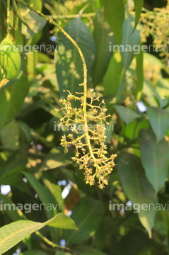 マンゴーの花 の画像素材 その他植物 花 植物の写真素材ならイメージナビ