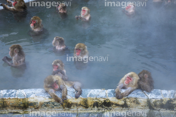冬 猿 の画像素材 陸の動物 生き物の写真素材ならイメージナビ