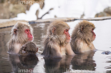 子猿 母子 の画像素材 陸の動物 生き物の写真素材ならイメージナビ