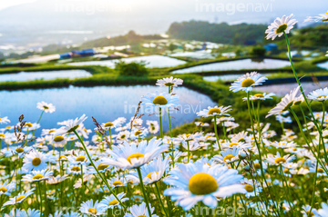 マーガレット の画像素材 花 植物の写真素材ならイメージナビ