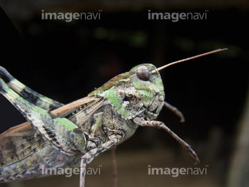 クルマバッタ の画像素材 虫 昆虫 生き物の写真素材ならイメージナビ