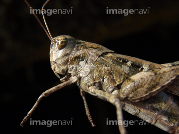 バッタ の画像素材 虫 昆虫 生き物の写真素材ならイメージナビ