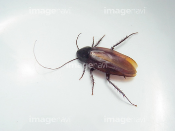 嫌いな虫 の画像素材 虫 昆虫 生き物の写真素材ならイメージナビ