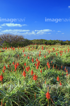 アロエ 花 の画像素材 その他植物 花 植物の写真素材ならイメージナビ