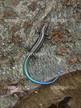 綺麗なトカゲ の画像素材 爬虫類 両生類 生き物の写真素材ならイメージナビ