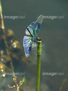 綺麗なトンボ の画像素材 虫 昆虫 生き物の写真素材ならイメージナビ