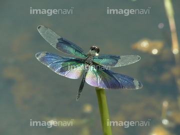 綺麗なトンボ の画像素材 虫 昆虫 生き物の写真素材ならイメージナビ