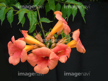 カズラの仲間 の画像素材 花 植物の写真素材ならイメージナビ