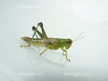 イナゴ の画像素材 虫 昆虫 生き物の写真素材ならイメージナビ
