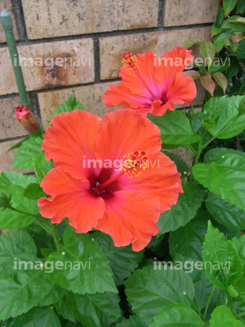 沖縄の花 の画像素材 花 植物の写真素材ならイメージナビ