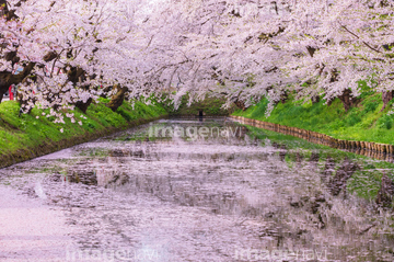 桜の花びら の画像素材 花 植物の写真素材ならイメージナビ