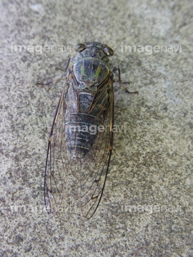 つくつく法師 の画像素材 虫 昆虫 生き物の写真素材ならイメージナビ