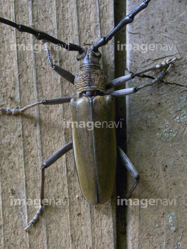 カミキリムシの仲間 触角 の画像素材 虫 昆虫 生き物の写真素材ならイメージナビ