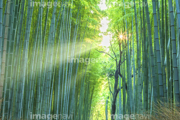 自然 風景 森林 竹林 の画像素材 写真素材ならイメージナビ
