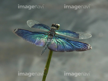 極楽トンボ の画像素材 虫 昆虫 生き物の写真素材ならイメージナビ