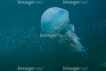猛毒 の画像素材 海 自然 風景の写真素材ならイメージナビ