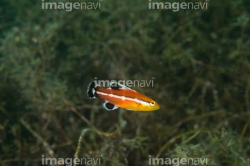 コブダイ幼魚 の画像素材 写真素材ならイメージナビ