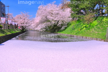 桜の国 桜の言葉 花筏 はないかだ の画像素材 花 植物の写真素材ならイメージナビ