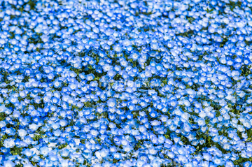 ネモフィラ の画像素材 花 植物の写真素材ならイメージナビ