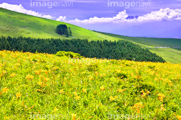 山地帯夏緑樹林 の画像素材 花 植物の写真素材ならイメージナビ