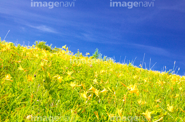 山地帯夏緑樹林 の画像素材 花 植物の写真素材ならイメージナビ