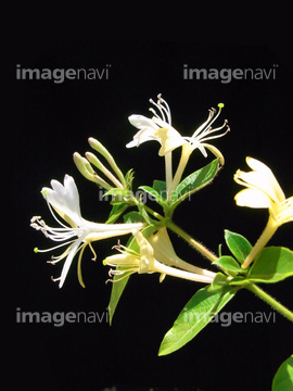 カズラの仲間 の画像素材 花 植物の写真素材ならイメージナビ