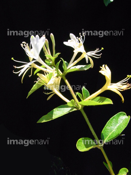 カズラの仲間 の画像素材 花 植物の写真素材ならイメージナビ