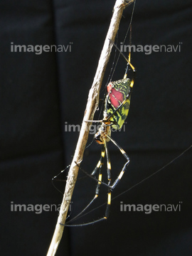 クモの仲間 の画像素材 虫 昆虫 生き物の写真素材ならイメージナビ