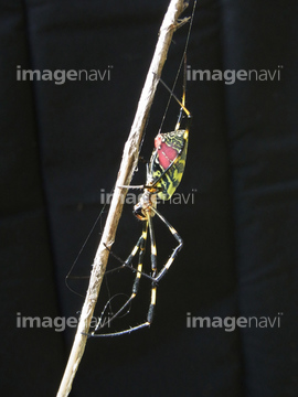 クモの仲間 の画像素材 虫 昆虫 生き物の写真素材ならイメージナビ