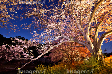 桜 夜桜 幻想的 の画像素材 樹木 花 植物の写真素材ならイメージナビ