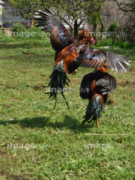 ニワトリ 軍鶏 の画像素材 鳥類 生き物の写真素材ならイメージナビ