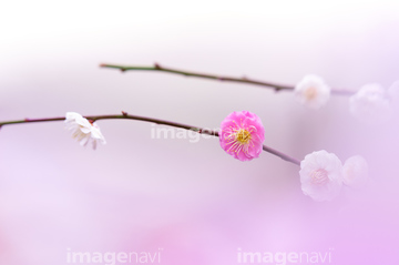 梅 思いのまま の画像素材 花 植物の写真素材ならイメージナビ