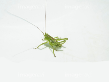昆虫 キリギリス 幼虫 の画像素材 生き物 イラスト Cgの写真素材ならイメージナビ
