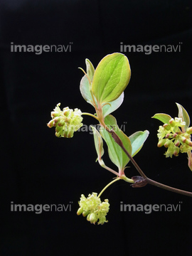 サンキライ サルトリイバラの近縁 の画像素材 花 植物の写真素材ならイメージナビ