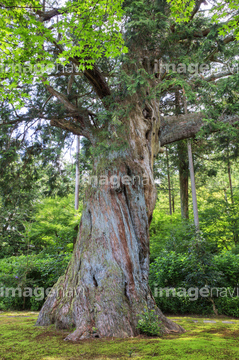ヒノキ の画像素材 樹木 花 植物の写真素材ならイメージナビ
