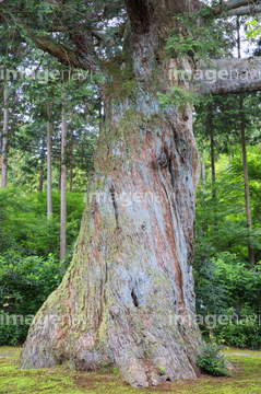 ヒノキ の画像素材 樹木 花 植物の写真素材ならイメージナビ