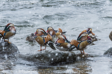 鳥取県の日野川 の画像素材 鳥類 生き物の写真素材ならイメージナビ
