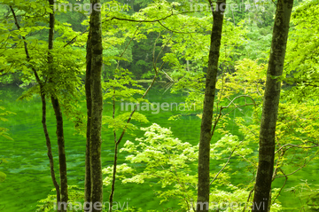 竜ヶ窪の池 新緑】の画像素材  森林・自然・風景の写真素材なら 