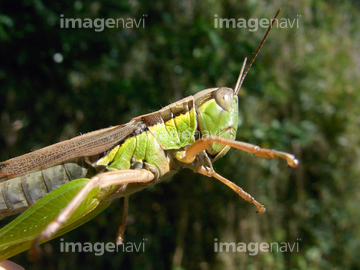 イナゴ の画像素材 虫 昆虫 生き物の写真素材ならイメージナビ