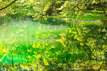 神秘の泉 の画像素材 森林 自然 風景の写真素材ならイメージナビ