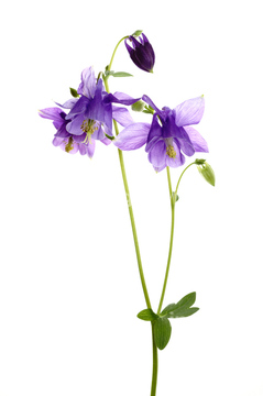 オダマキ 花 夏 の画像素材 花 植物の写真素材ならイメージナビ