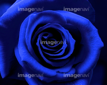 ブルーローズ の画像素材 花 植物の写真素材ならイメージナビ