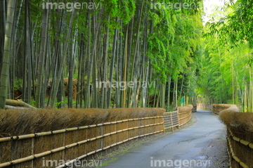 竹のみち の画像素材 森林 自然 風景の写真素材ならイメージナビ