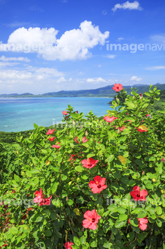 ハイビスカス 海 沖縄県 の画像素材 日本 国 地域の写真素材ならイメージナビ